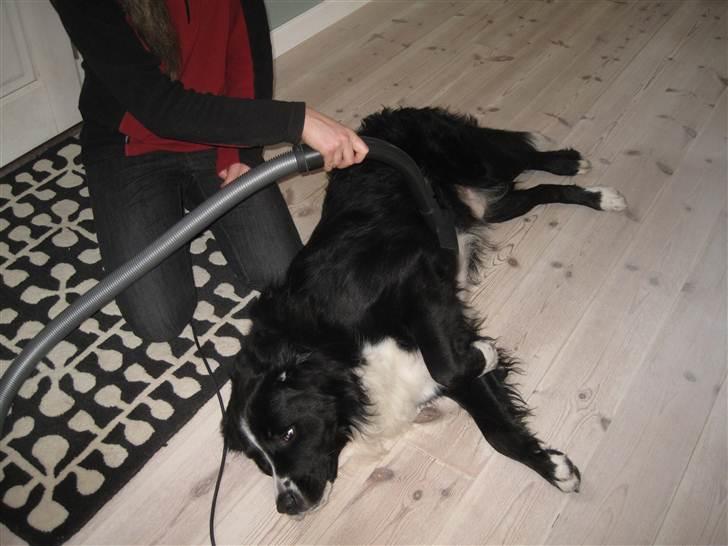 Blanding af racer Prins Nox billede 10