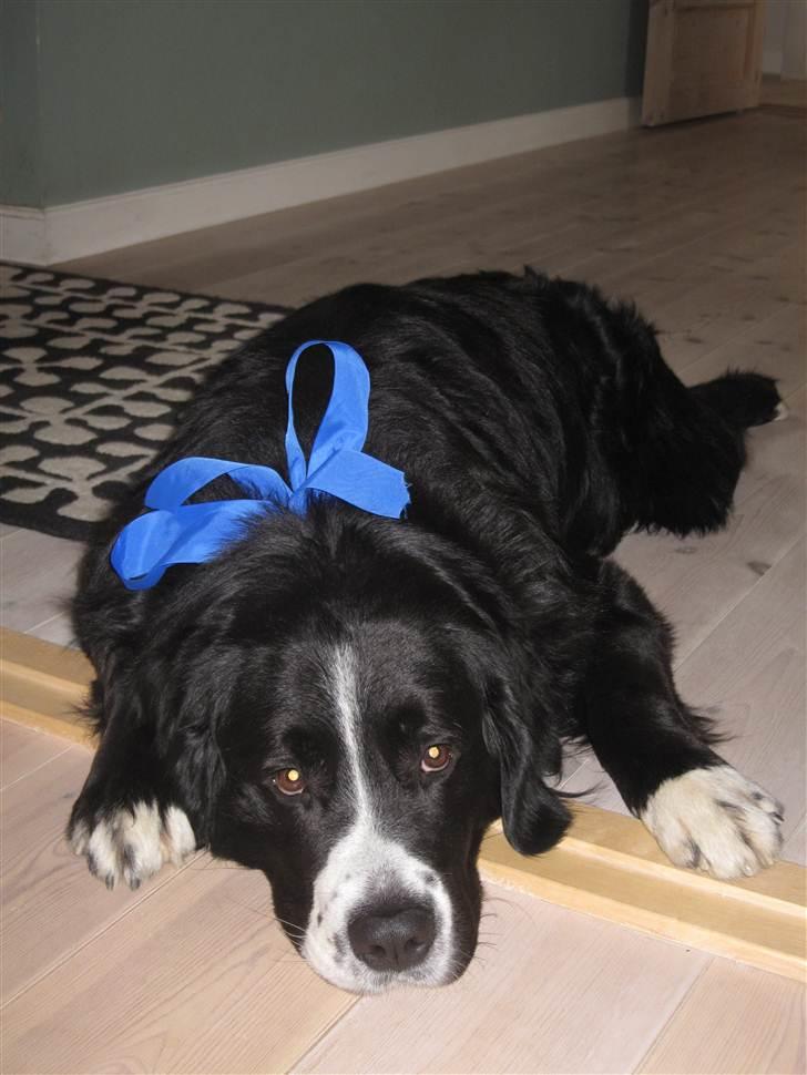 Blanding af racer Prins Nox billede 12