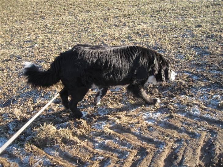 Blanding af racer Prins Nox billede 16