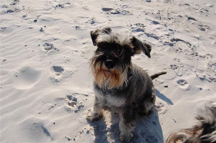 Dvaergschnauzer Queen of Hearts - Bornholm, påskeferie 2011 billede 12