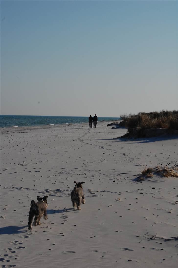 Dvaergschnauzer Queen of Hearts - Dejlig strand tur! :D billede 13