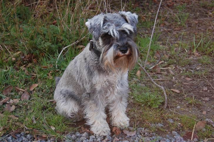 Dvaergschnauzer Vanilla Fudge billede 7
