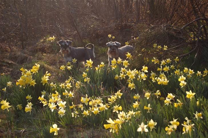 Dvaergschnauzer Vanilla Fudge - Påskeferie 2011 billede 8