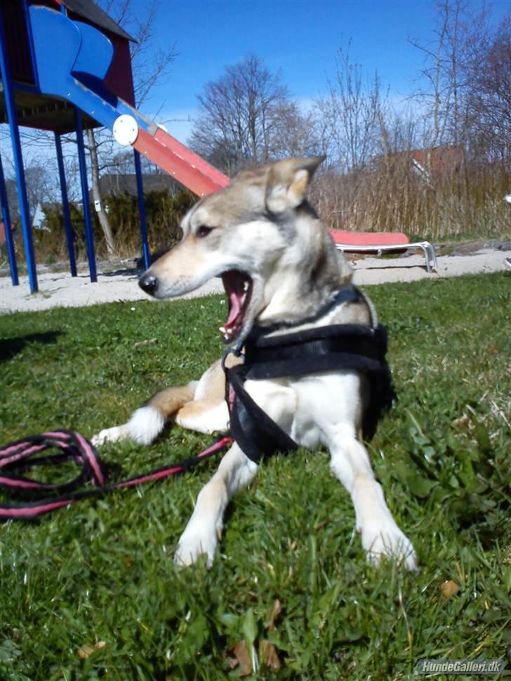 Blanding af racer Bonnie  - Vær forsigtig eller jeg spiser dig XD billede 14