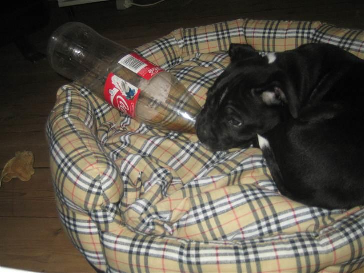 Staffordshire bull terrier Mikko billede 5