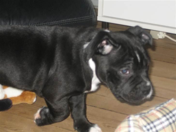 Staffordshire bull terrier Mikko billede 6