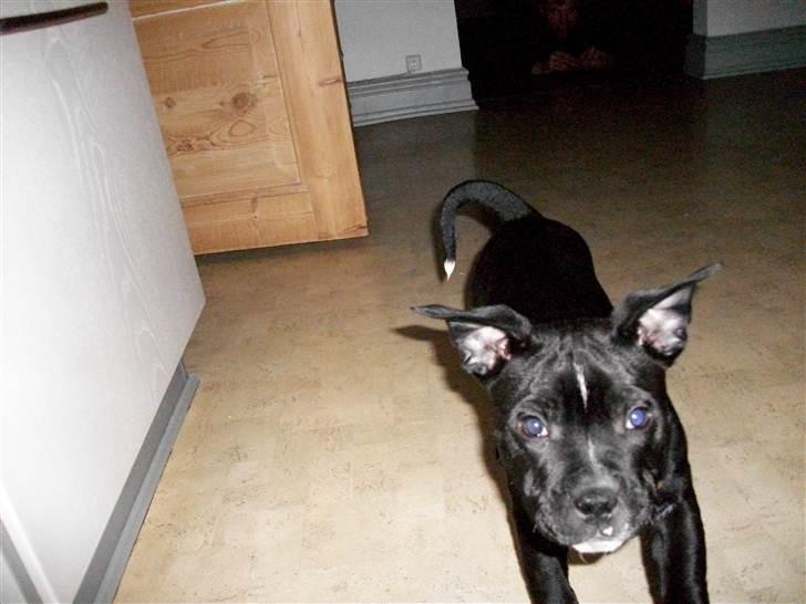 Staffordshire bull terrier Mikko billede 7