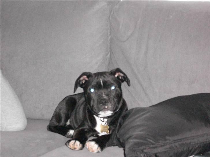 Staffordshire bull terrier Mikko billede 8