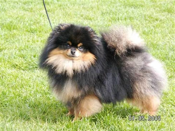 Pomeranian Soffies smoke billede 1