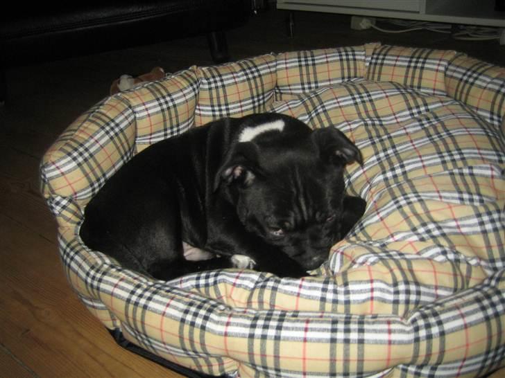 Staffordshire bull terrier Mikko billede 9