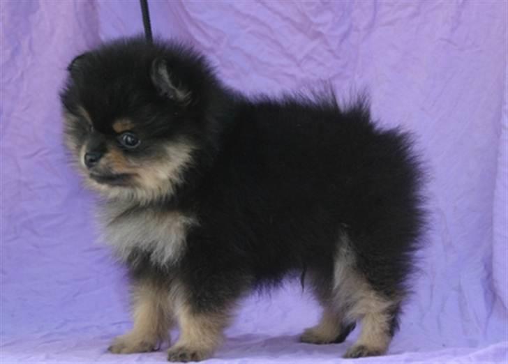 Pomeranian Soffies smoke billede 2