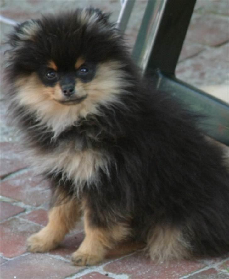 Pomeranian Soffies smoke billede 3