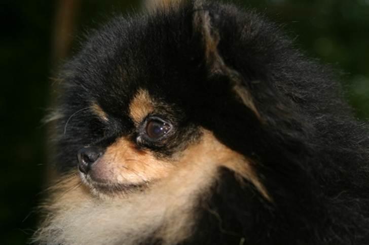 Pomeranian Soffies smoke billede 5