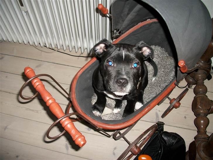 Staffordshire bull terrier Mikko billede 10