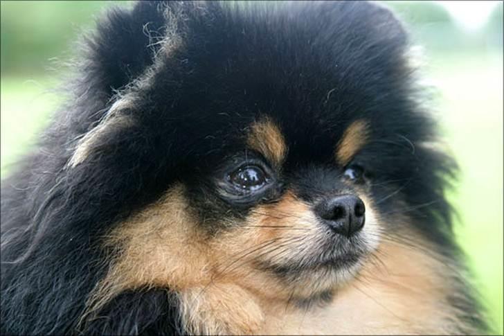 Pomeranian Soffies smoke billede 7