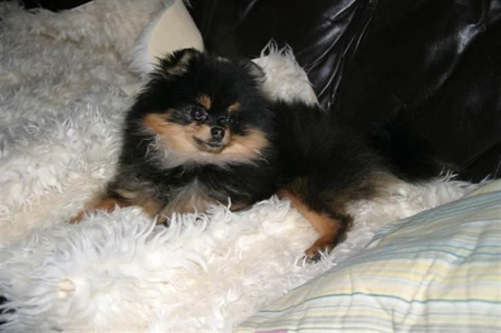 Pomeranian Soffies smoke billede 8