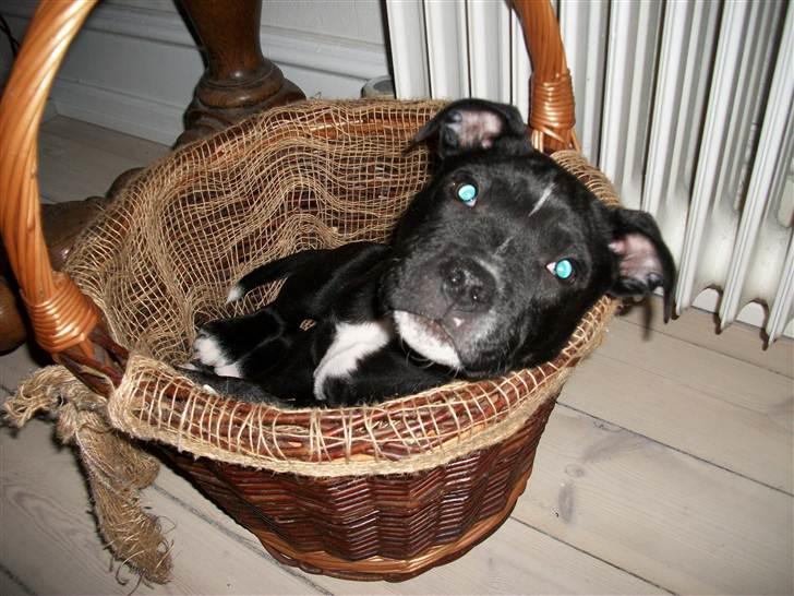 Staffordshire bull terrier Mikko billede 11