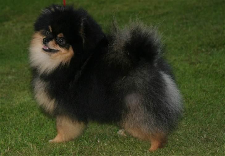 Pomeranian Soffies smoke billede 9