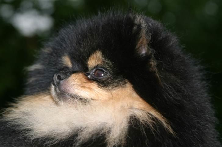 Pomeranian Soffies smoke billede 10