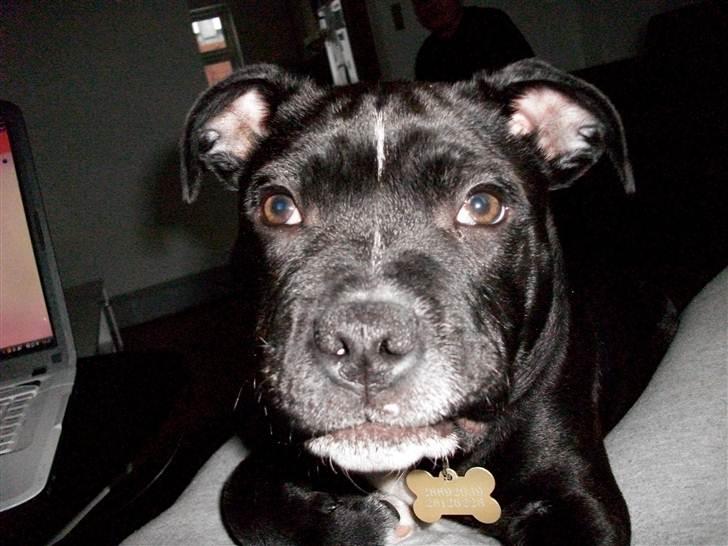 Staffordshire bull terrier Mikko billede 12