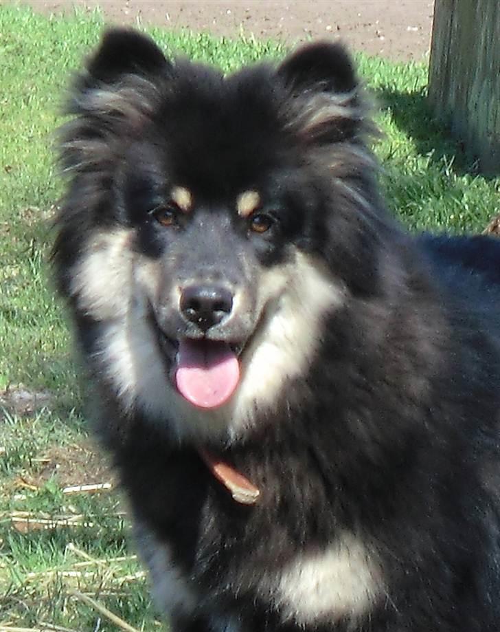 Finsk lapphund Molly - Molly 7 måneder :) billede 3