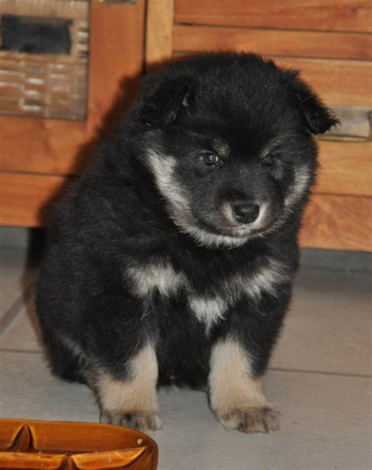 Finsk lapphund Molly - Lillebitte Molly :) billede 6