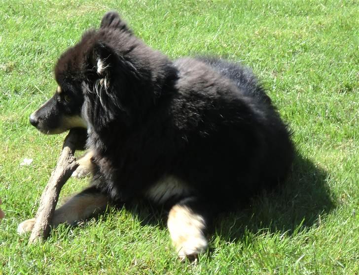 Finsk lapphund Molly - Molly hygger sig med en pind i haven. billede 2