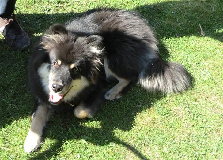 Finsk lapphund Molly - Molly nyder påskevejret 2011 (7. mdr) billede 14
