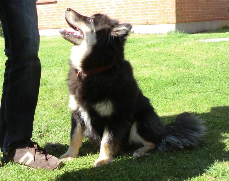 Finsk lapphund Molly billede 18