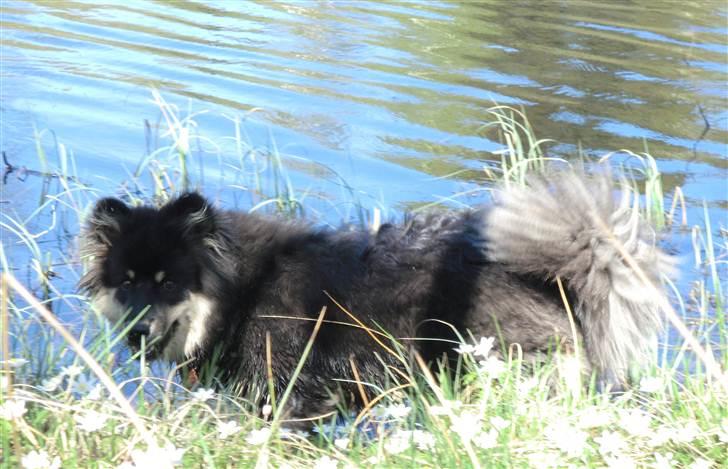 Finsk lapphund Molly - Molly udforsker det våde element. Rulleture i mudder er den nye trend i hendes hundeliv ;) billede 7