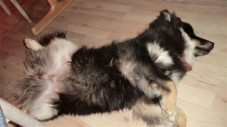 Finsk lapphund Molly - Mollys yndlings-sovestilling :) billede 11