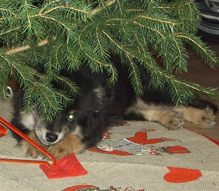 Finsk lapphund Molly - Molly under juletræet, ca. 12-13 uger  billede 12