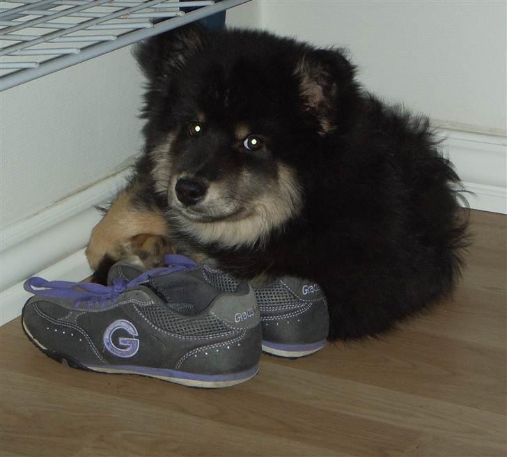 Finsk lapphund Molly billede 13