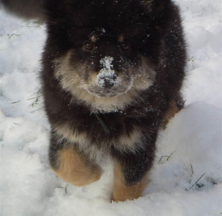 Finsk lapphund Molly billede 8