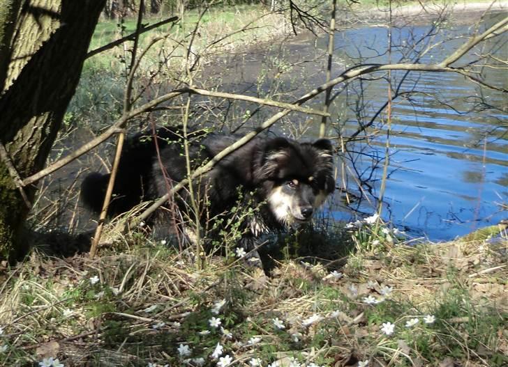 Finsk lapphund Molly billede 15