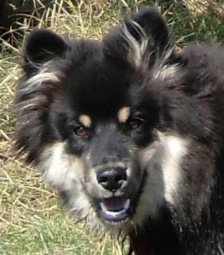 Finsk lapphund Molly billede 5