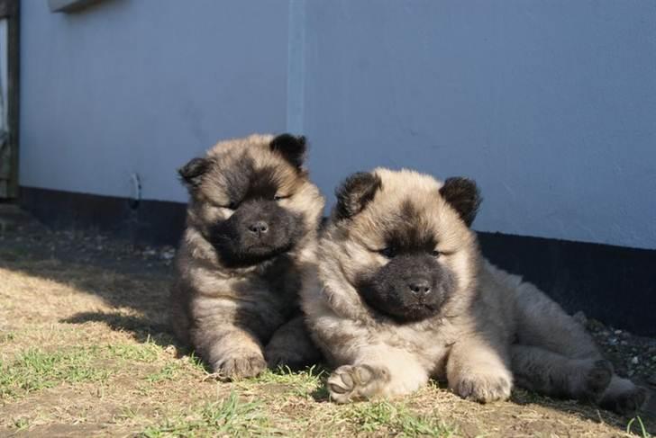 Eurasier Gin Gin - (2) billede 2