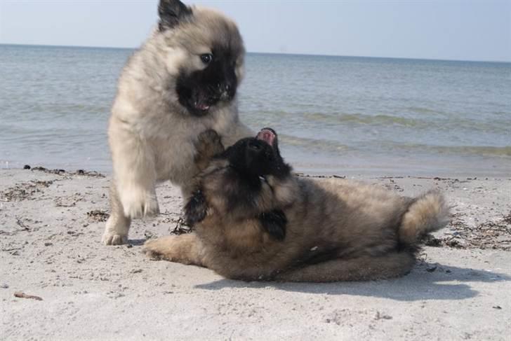 Eurasier Gin Gin - (3) billede 3