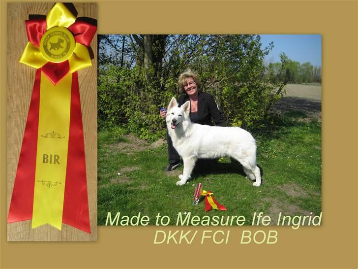 Hvid Schweizisk Hyrdehund Mimmie - Mimmie Bedst i Racen, Næstved April 2011 billede 7