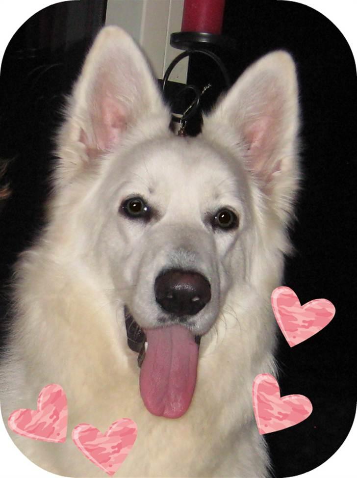 Hvid Schweizisk Hyrdehund Mimmie billede 8