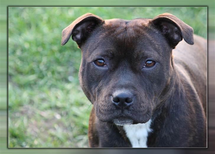 Staffordshire bull terrier Wenk Staffs Princess Coya - Coya 14mdr.... billede 15