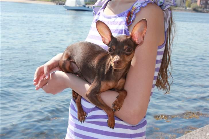 Prazsky krysarik Missy billede 10