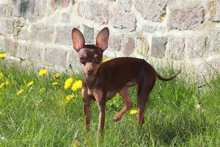 Prazsky krysarik Missy billede 11