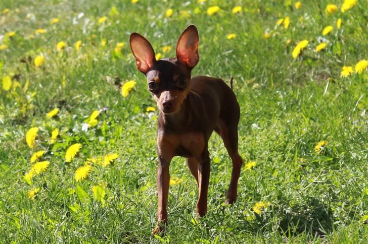 Prazsky krysarik Missy billede 12