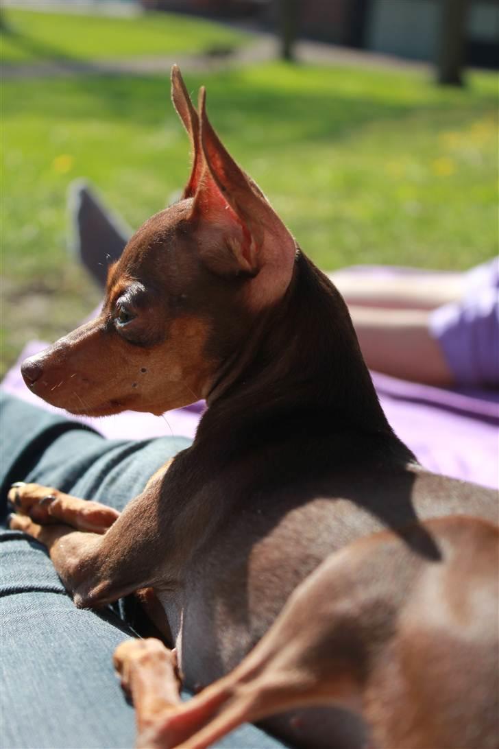 Prazsky krysarik Missy billede 13