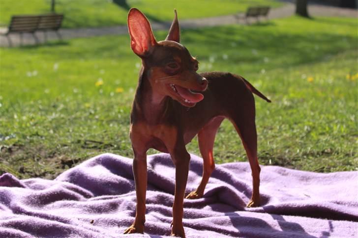 Prazsky krysarik Missy billede 14