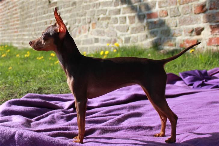 Prazsky krysarik Missy billede 15