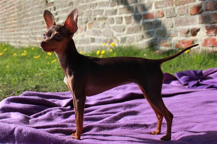 Prazsky krysarik Missy billede 16