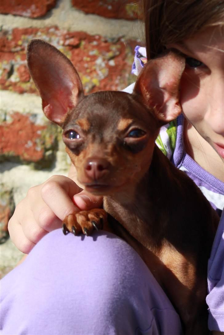 Prazsky krysarik Missy billede 17