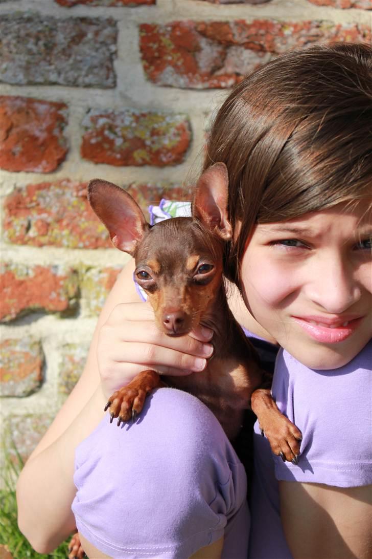 Prazsky krysarik Missy billede 18